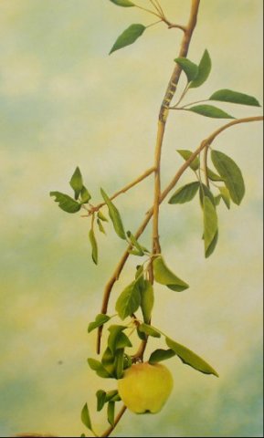 obra-fernando 17- detalle 1.jpg